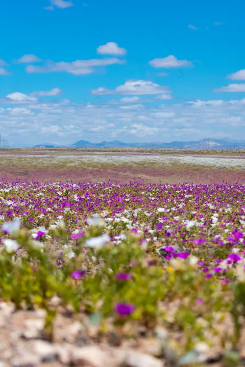 Desert Blooming