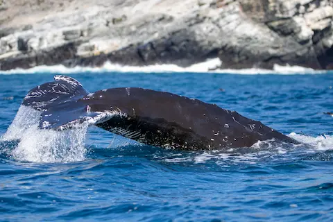 Whale and Dolphin Watching
